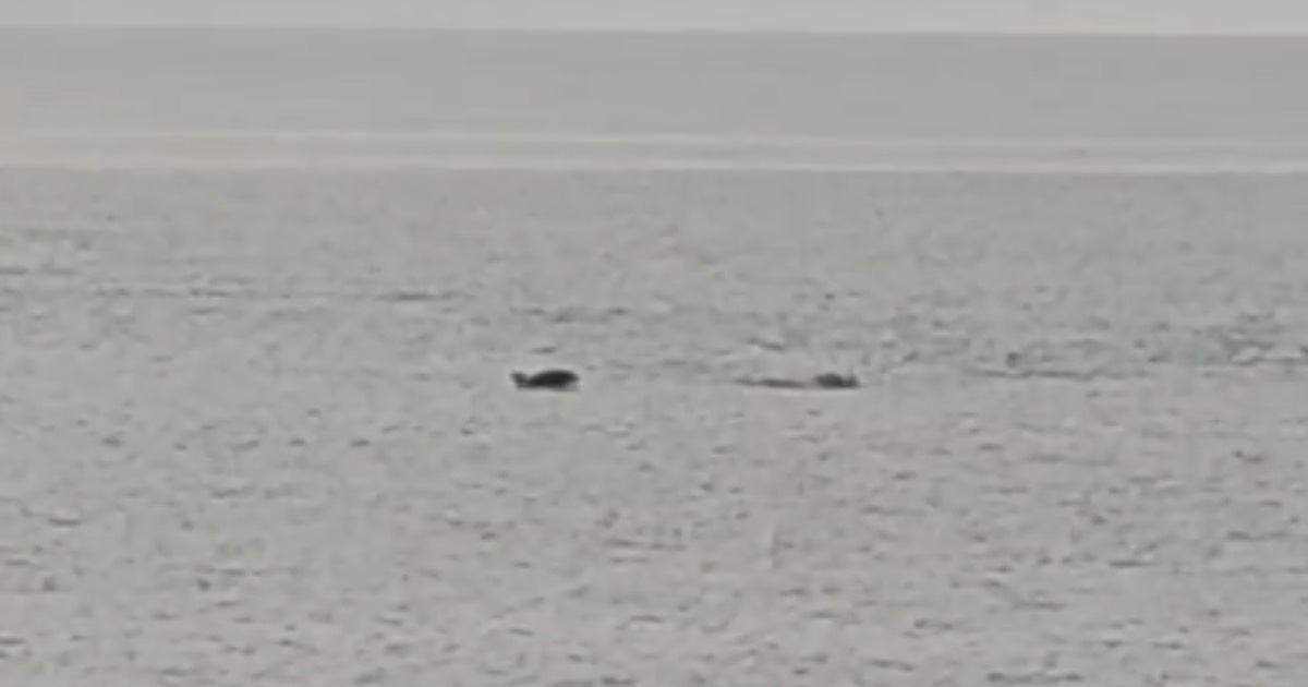 Dezenas de golfinhos avistados na Praia de A-Ver-O-Mar na Póvoa de Varzim