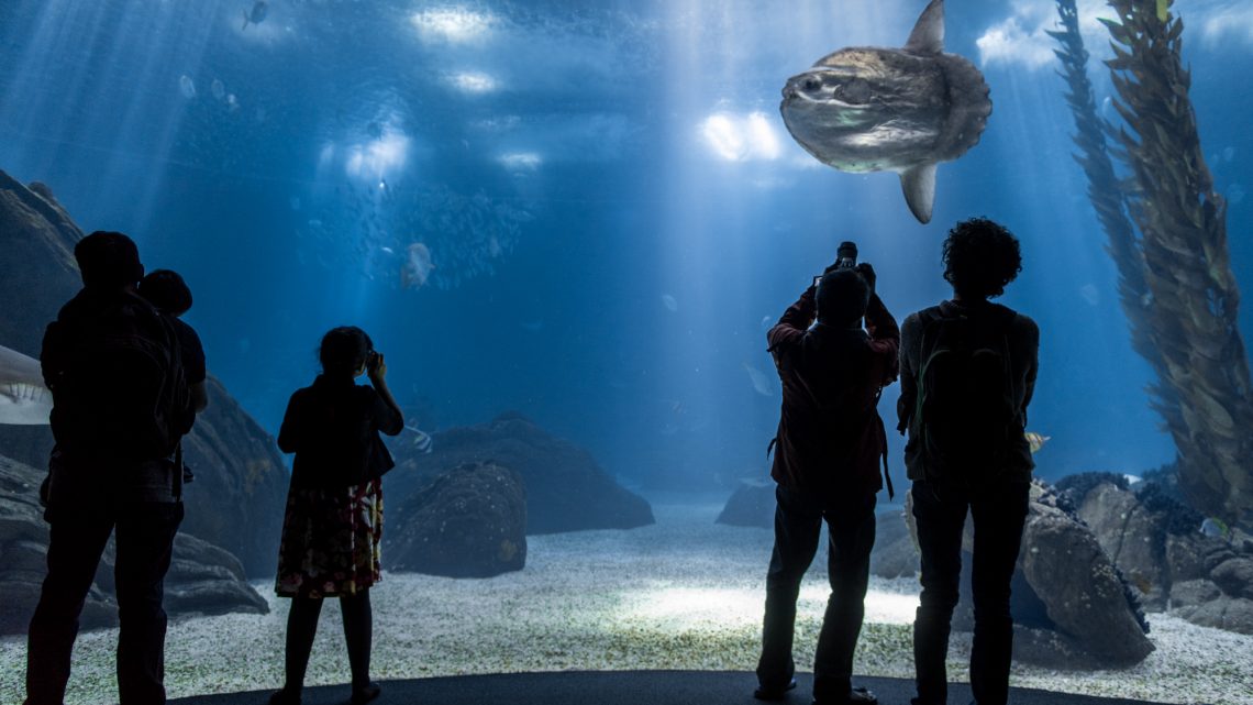 Câmara de Gaia volta a organizar viagens de finalistas ao Oceanário de Lisboa