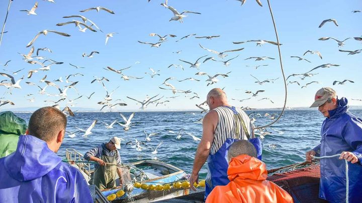 Pescadores voltam ao mar à procura da sardinha