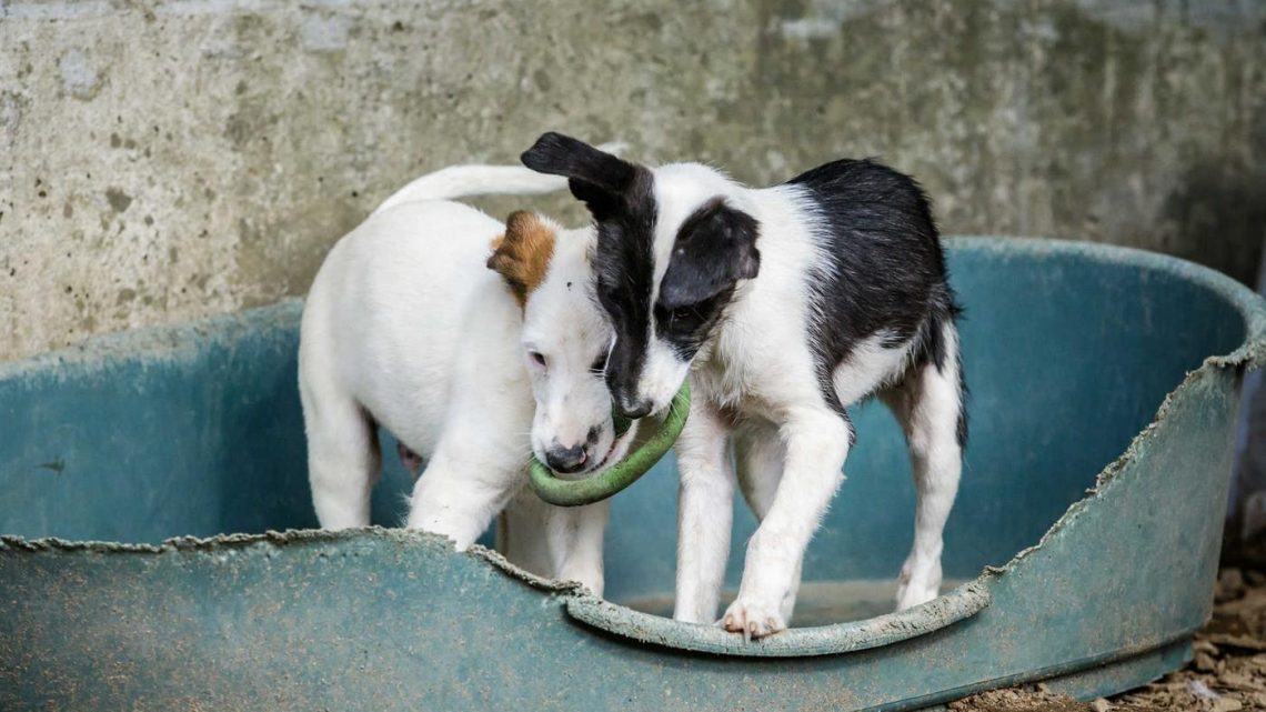 Santo Tirso é o concelho do país onde se recolhem mais animais