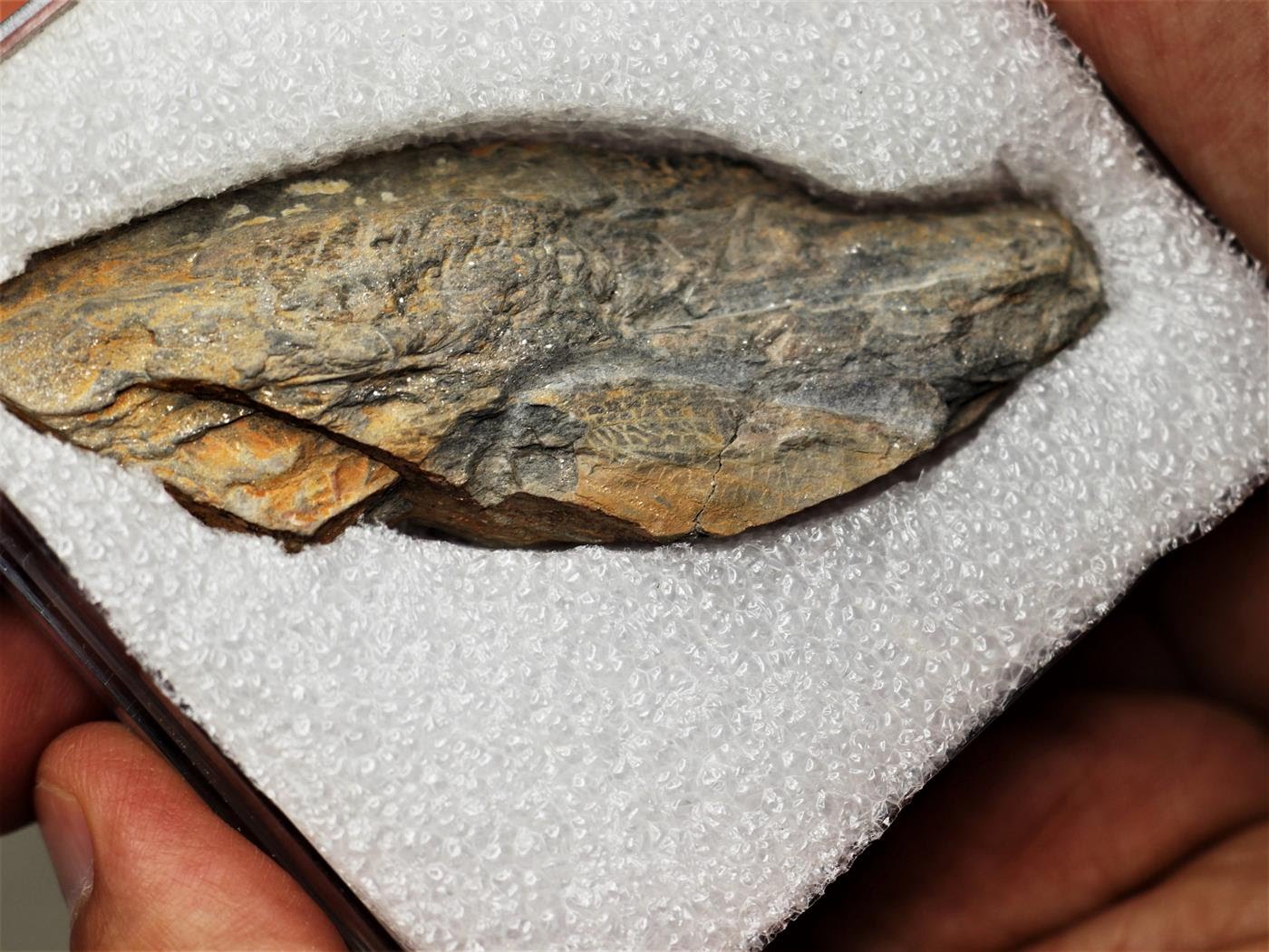 Fóssil de gafanhoto com mais de 300 milhões de anos descoberto em Gondomar