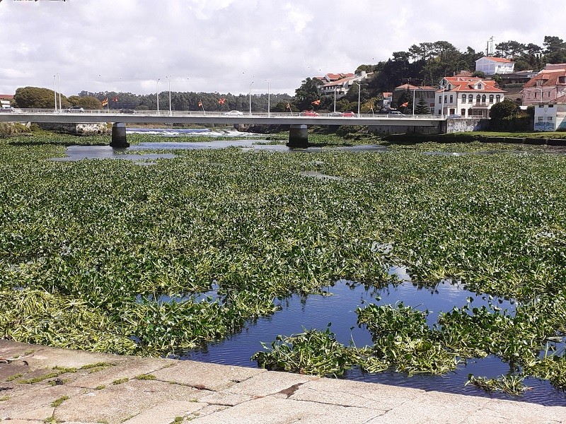 Câmara de Vila do Conde recomenda vigilância à ARH do Norte devido a forte presença de jacintos de água em excesso no rio Ave