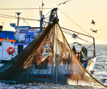Pesca da sardinha reaberta esta terça-feira com limites para a descarga e venda