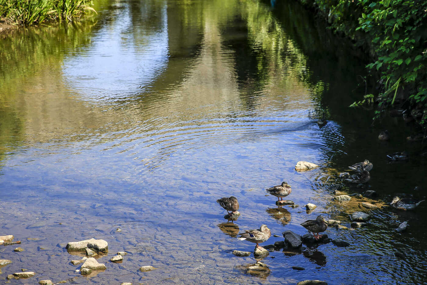 Rio Leça será limpo e instaladas sondas de monitorização