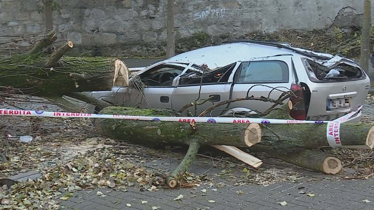 Queda de árvore no Porto causa danos em vários carros