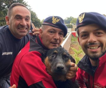 Cão dos Bombeiros Voluntários do Porto já regressou a casa