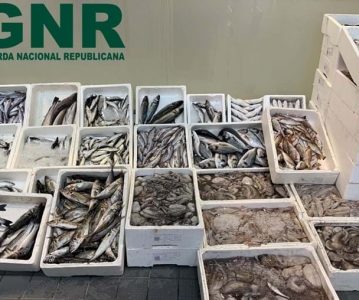GNR apreende 428 kg de pescado a duas vendedoras ambulantes na Póvoa de Varzim
