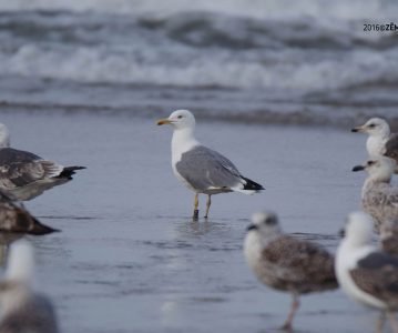 AM Porto lança concurso para controlo da nidificação das gaivotas em áreas costeiras