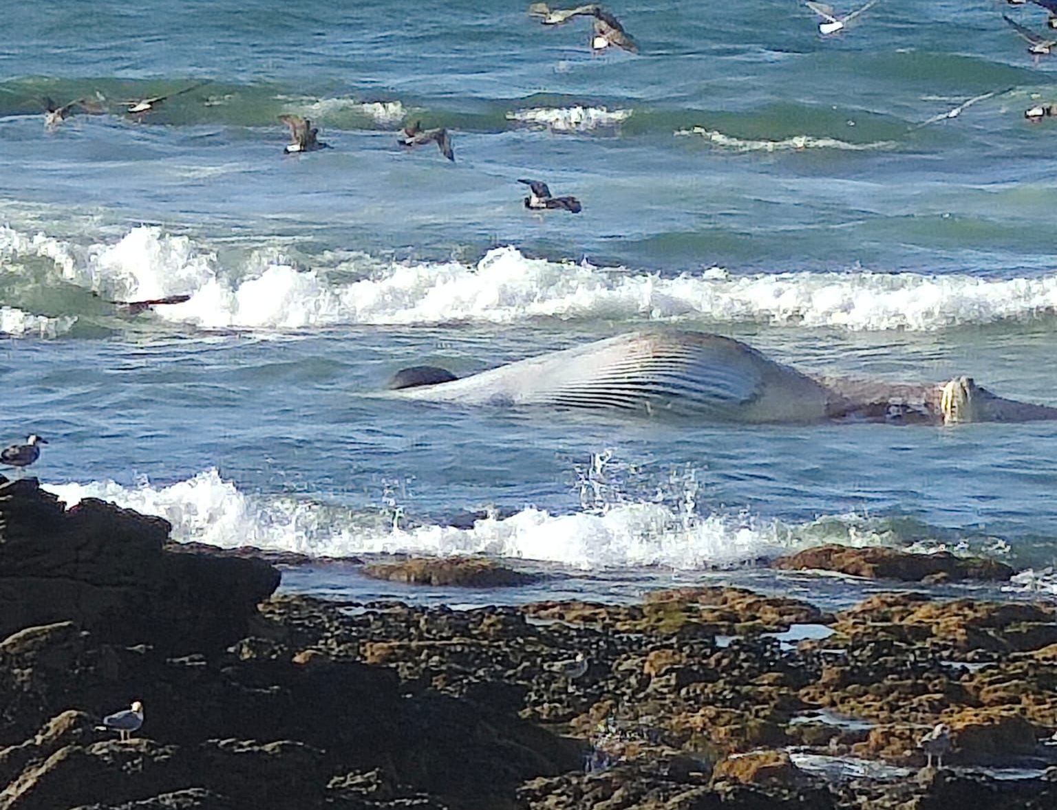 Baleia morta encontrada na praia de Labruge, em Vila do Conde