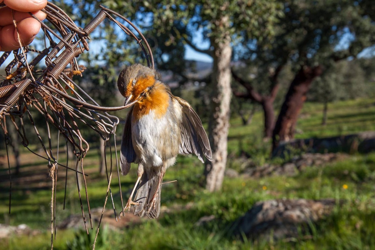 Homem detido por captura ilegal de Aves em Vila do Conde